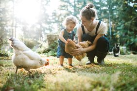 A woman holds a chicken that a toddler is petting. 